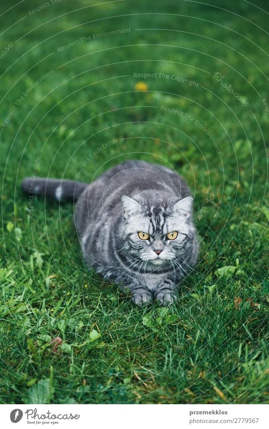 Graue Katze auf einem Gras im Garten sitzend schön Tier Haustier lustig niedlich grau grün reizvoll heimisch pelzig Katzenbaby Farbfoto Außenaufnahme