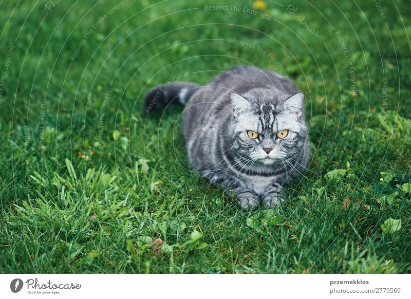 Graue Katze auf einem Gras im Garten sitzend schön Tier Haustier lustig niedlich grau grün reizvoll heimisch pelzig Katzenbaby Farbfoto Außenaufnahme