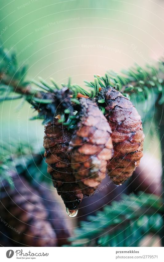 Kiefernzapfen und -zweige, immergrüne Pflanze. Nasser Baum nach dem Regen. Leben Sommer Dekoration & Verzierung Umwelt Natur Wald Tropfen frisch nachhaltig nass