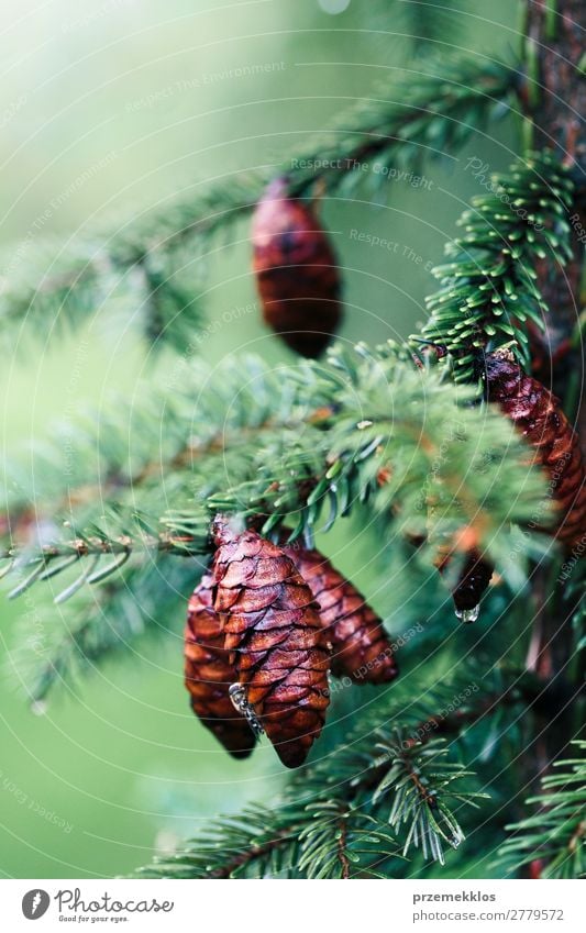 Kiefernzapfen und -zweige, immergrüne Pflanze. Nasser Baum nach dem Regen. Leben Sommer Dekoration & Verzierung Umwelt Natur Wald Tropfen frisch nachhaltig nass