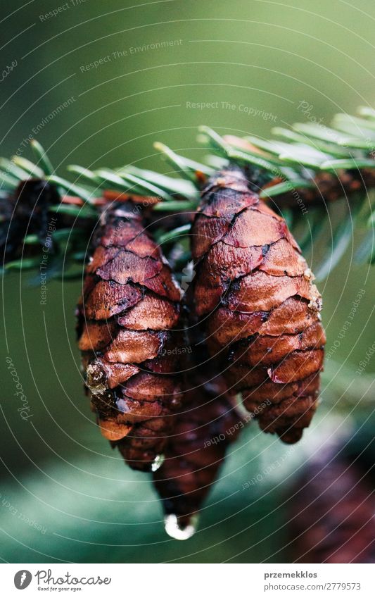 Kiefernzapfen und -zweige, immergrüne Pflanze. Nasser Baum nach dem Regen. Leben Sommer Dekoration & Verzierung Umwelt Natur Wald Tropfen frisch nachhaltig nass