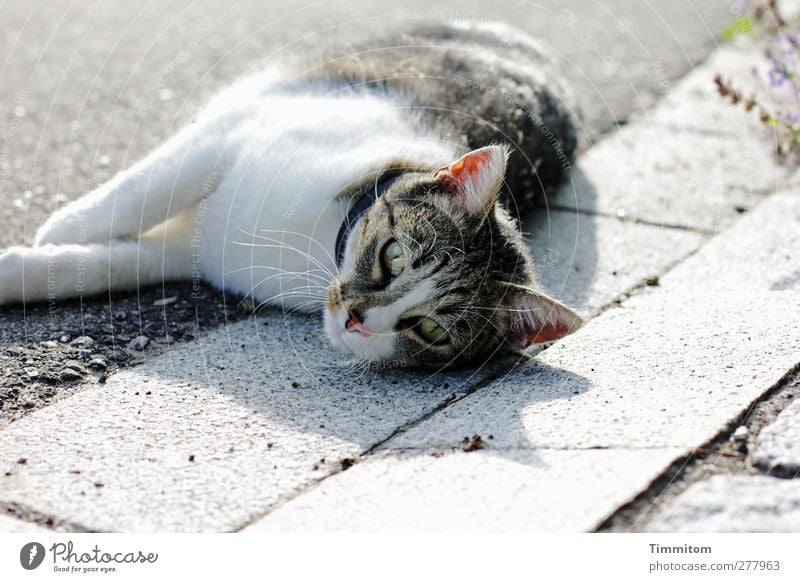 Die Seeluft! Tier Straße Katze 1 liegen Blick grau weiß Gefühle Erholung Blick in die Kamera verspielt Farbfoto Gedeckte Farben Außenaufnahme Menschenleer