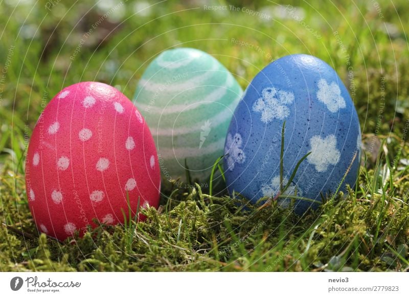 Ostereiersuche Natur blau mehrfarbig grün rot Frühlingsgefühle Feiertag Ostern Religion & Glaube Ferien & Urlaub & Reisen Wunsch Fröhlichkeit Osternest