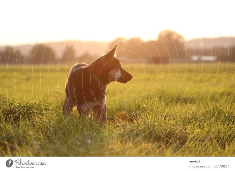 Altdeutscher Schäferhund auf einer Wiese Tier Haustier Nutztier Hund 1 Tierjunges natürlich Neugier niedlich gelb gold Lebensfreude Frühlingsgefühle achtsam