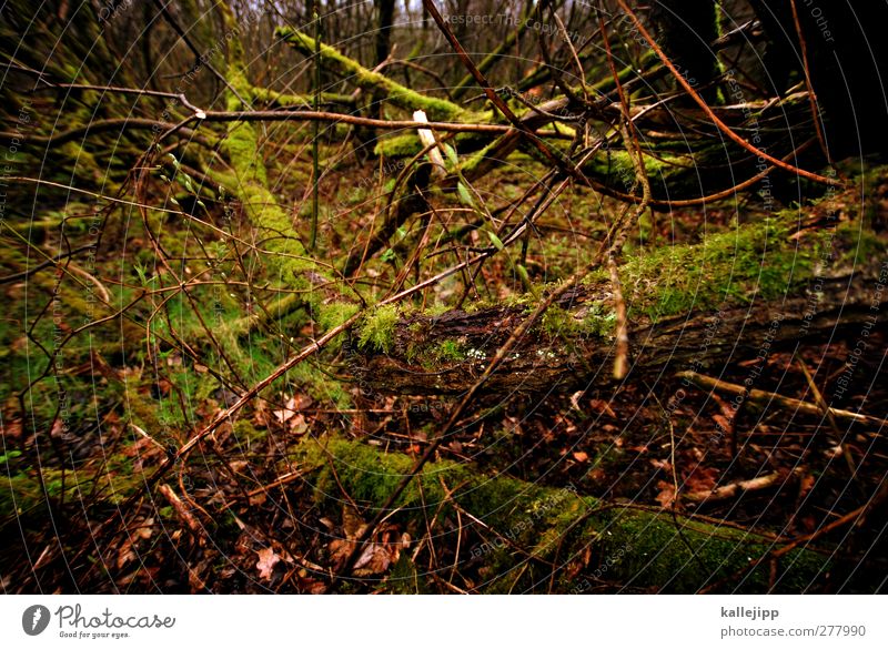 dickicht Umwelt Natur Pflanze Tier Erde Baum Sträucher Moos Wald dunkel Ast Sumpf Unterholz verzweigt Barriere Farbfoto Gedeckte Farben Außenaufnahme Licht