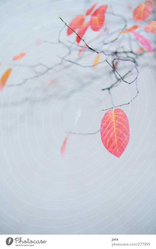 herbst Umwelt Natur Herbst Pflanze Baum Blatt ästhetisch natürlich blau grau rot Farbfoto Außenaufnahme Menschenleer Textfreiraum unten Hintergrund neutral Tag