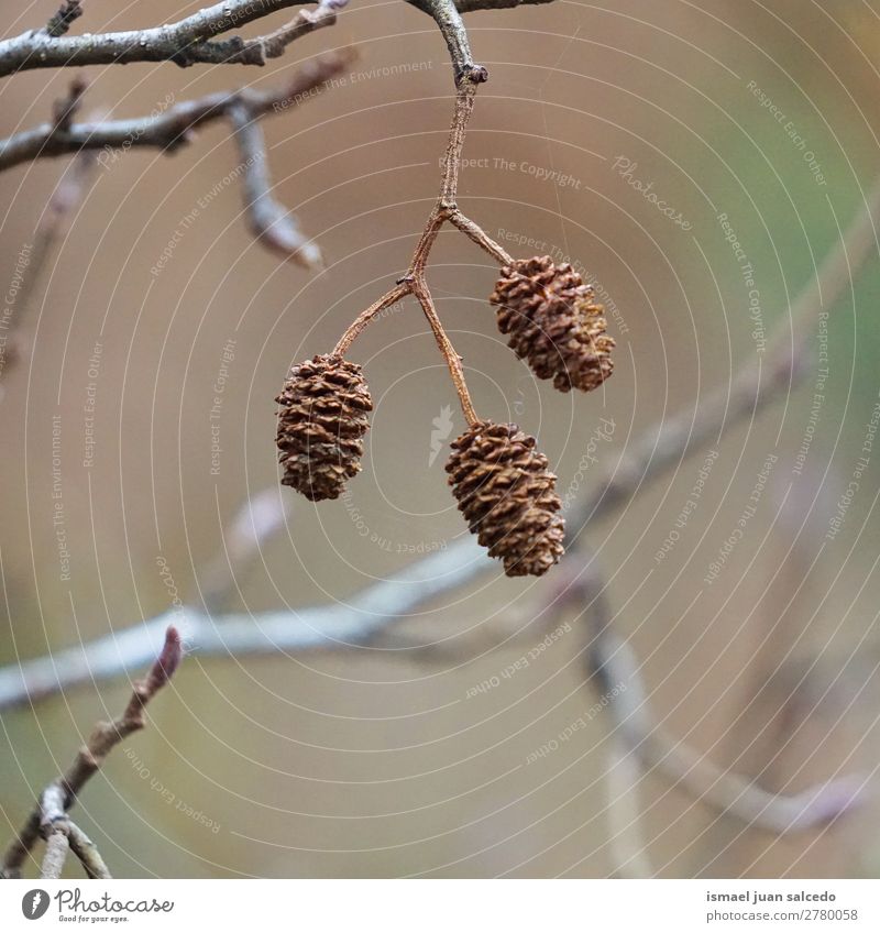 Äste Baum Niederlassungen Blatt Farbe farbenfroh Natur abstrakt Konsistenz Außenaufnahme Hintergrund Beautyfotografie Zerbrechlichkeit Herbst fallen Winter