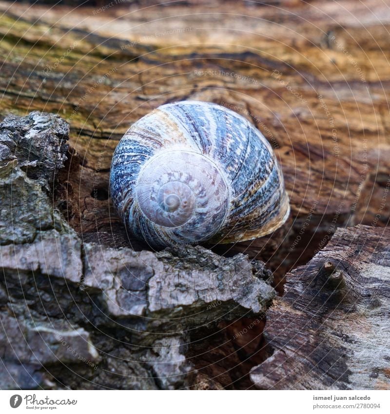 Schnecke in der Natur Riesenglanzschnecke Tier Wanze braun Insekt klein Panzer Spirale Pflanze Garten Außenaufnahme Zerbrechlichkeit niedlich Beautyfotografie