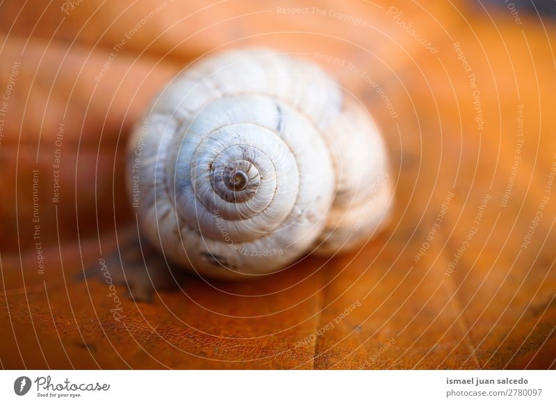 Schnecke auf dem Blatt Riesenglanzschnecke Tier Wanze weiß Insekt klein Panzer Spirale Natur Pflanze Garten Außenaufnahme Zerbrechlichkeit niedlich