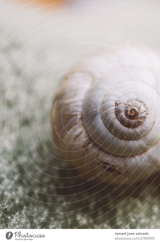 Schnecke auf dem Blatt Riesenglanzschnecke Tier Wanze weiß Insekt klein Panzer Spirale Natur Pflanze Garten Außenaufnahme Zerbrechlichkeit niedlich