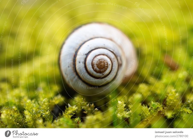 Schnecke in der Natur Riesenglanzschnecke Tier Wanze weiß Insekt klein Panzer Spirale Pflanze Garten Außenaufnahme Zerbrechlichkeit niedlich Beautyfotografie