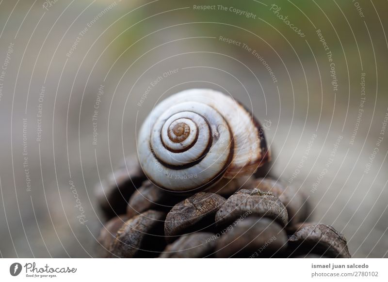 Schnecke in der Natur Riesenglanzschnecke Tier Wanze weiß Insekt klein Panzer Spirale Pflanze Garten Außenaufnahme Zerbrechlichkeit niedlich Beautyfotografie