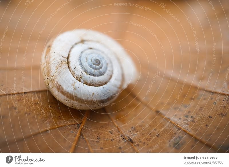 Schnecke in der Natur Riesenglanzschnecke Tier Wanze weiß Insekt klein Panzer Spirale Pflanze Garten Außenaufnahme Zerbrechlichkeit niedlich Beautyfotografie