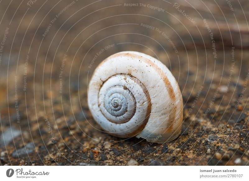 sanil in der Natur Riesenglanzschnecke Tier Wanze weiß Insekt klein Panzer Spirale Pflanze Garten Außenaufnahme Zerbrechlichkeit niedlich Beautyfotografie