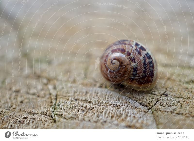 Schnecke in der Natur Riesenglanzschnecke Tier Wanze braun Insekt klein Panzer Spirale Pflanze Garten Außenaufnahme Zerbrechlichkeit niedlich Beautyfotografie