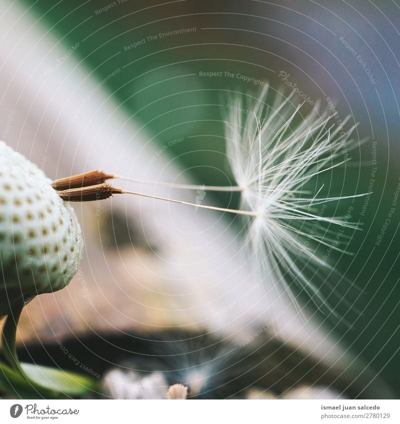 Löwenzahnblume Pflanze Blume Samen geblümt Garten Natur Dekoration & Verzierung abstrakt Konsistenz weich Außenaufnahme Hintergrund romantisch Zerbrechlichkeit