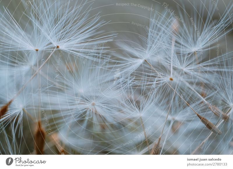 Löwenzahnblume Pflanze Blume Samen geblümt Garten Natur Dekoration & Verzierung abstrakt Konsistenz weich Außenaufnahme Hintergrund romantisch Zerbrechlichkeit