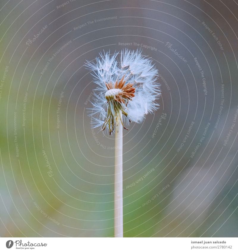 Löwenzahnblume Pflanze Blume Samen geblümt Garten Natur Dekoration & Verzierung abstrakt Konsistenz weich Außenaufnahme Hintergrund romantisch Zerbrechlichkeit