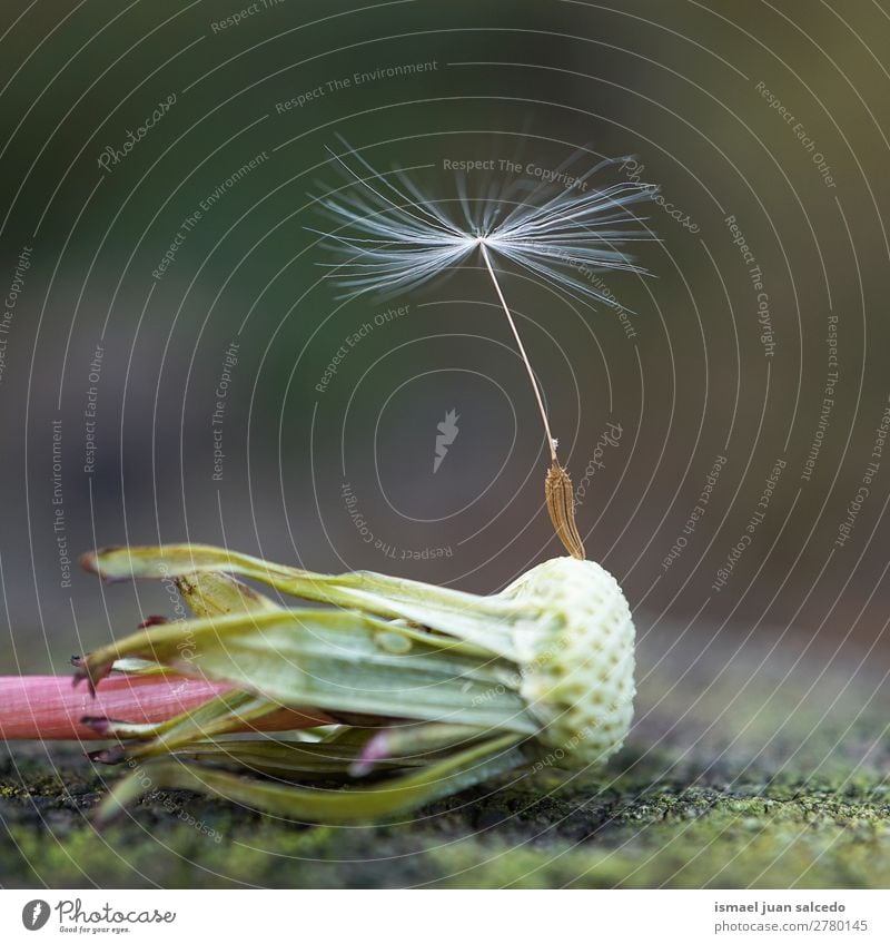 Löwenzahnblume Pflanze Blume Samen geblümt Garten Natur Dekoration & Verzierung abstrakt Konsistenz weich Außenaufnahme Hintergrund romantisch Zerbrechlichkeit