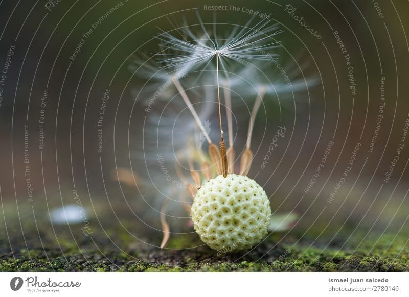 Löwenzahnblume Pflanze Blume Samen geblümt Garten Natur Dekoration & Verzierung abstrakt Konsistenz weich Außenaufnahme Hintergrund romantisch Zerbrechlichkeit