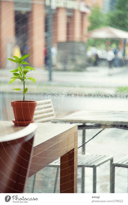 innen ist's trocken [B] Pflanze Grünpflanze Topfpflanze Dorf Stadt Fenster Tisch Stuhl natürlich grün Regen Innerhalb (Position) Farbfoto Innenaufnahme