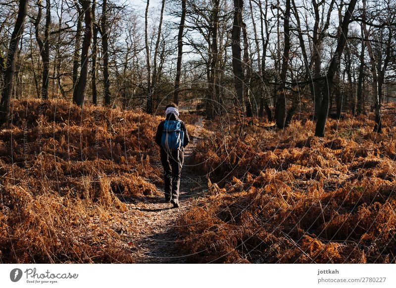 Wanderung durch Farn und Wald wandern Mensch Rücken 1 Umwelt Natur Landschaft Baum atmen Erholung gehen genießen frei Gesundheit natürlich sportlich Stimmung