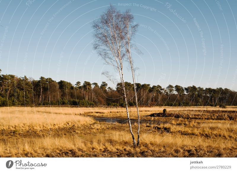 Dünenlandschaft am Niederrhein Umwelt Natur Landschaft Schönes Wetter Baum Gras Moor Sumpf natürlich geduldig ruhig Leben Ausdauer standhaft Zufriedenheit