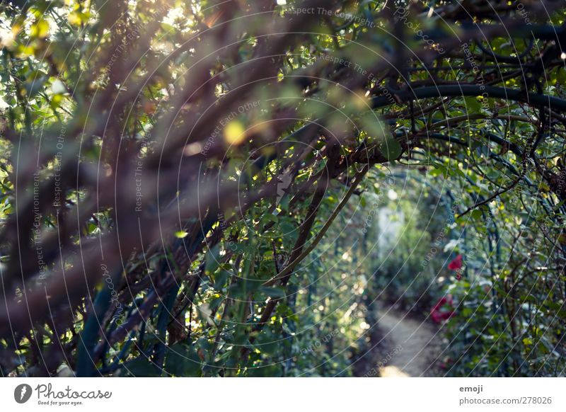 verwunschen Umwelt Natur Frühling Pflanze Sträucher Grünpflanze natürlich Traumwelt Märchenwald Farbfoto Außenaufnahme Menschenleer Tag Licht Schatten