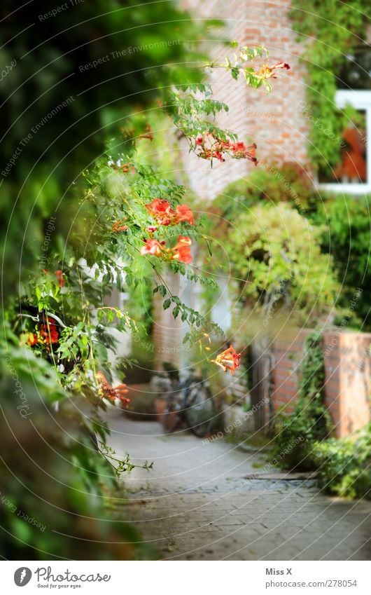 schönstes Plätzchen im Hood Frühling Sommer Pflanze Sträucher Blüte Garten Altstadt Mauer Wand Blühend Idylle ruhig Wege & Pfade bewachsen Wachstum Ranke Gasse