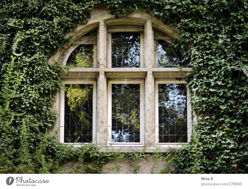 Dornröschen Pflanze Sträucher Blatt Haus Kirche Burg oder Schloss Fassade Fenster Wachstum alt grün Verfall Märchenschloss Efeu Ranke Farbfoto Außenaufnahme