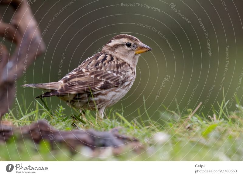 Schöner Wildvogel schön Leben Frau Erwachsene Umwelt Natur Tier Blume Vogel klein natürlich wild braun gelb rot weiß Spatz Tierwelt allgemein gehockt