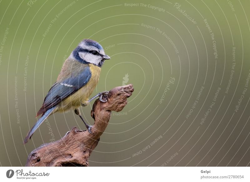 Hübsche Titte mit blauem Kopf nach oben schauend schön Leben Winter Garten Natur Tier Wildtier Vogel klein wild gelb grün weiß Tierwelt Schnabel Singvogel Ast