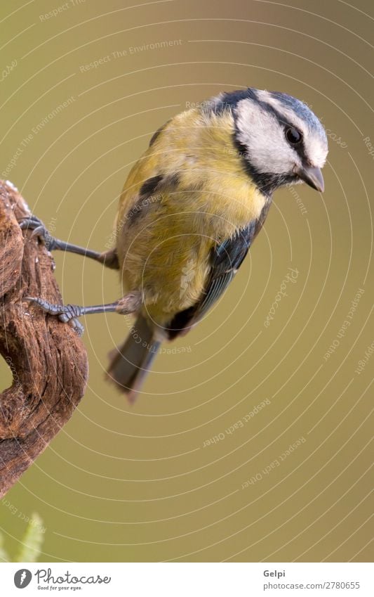 Hübsche Titte mit blauem Kopf nach oben schauend schön Leben Winter Garten Natur Tier Wildtier Vogel klein wild gelb grün weiß Tierwelt Schnabel Singvogel Ast