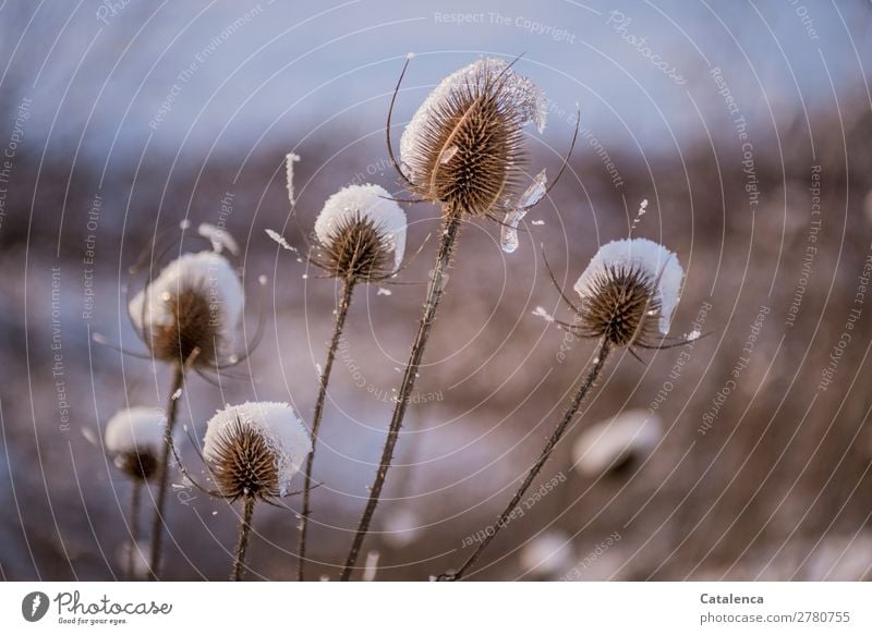 Winter ade, der letzte Schnee taut auf der Kardendistel Natur Pflanze Urelemente Wasser Himmel schlechtes Wetter Eis Frost Distel Garten Park Wiese Feld schön