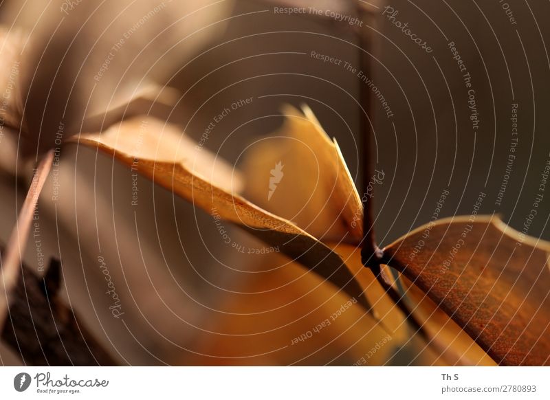 Blatt Natur Pflanze Herbst Winter verblüht ästhetisch authentisch einfach elegant natürlich braun Gelassenheit geduldig ruhig einzigartig abstrakt Farbfoto