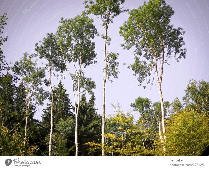 im tal der königinnen Natur Landschaft Wolkenloser Himmel Sommer Schönes Wetter Baum Wald Gefühle Fröhlichkeit Gelassenheit ruhig Stolz Birke Leichtigkeit