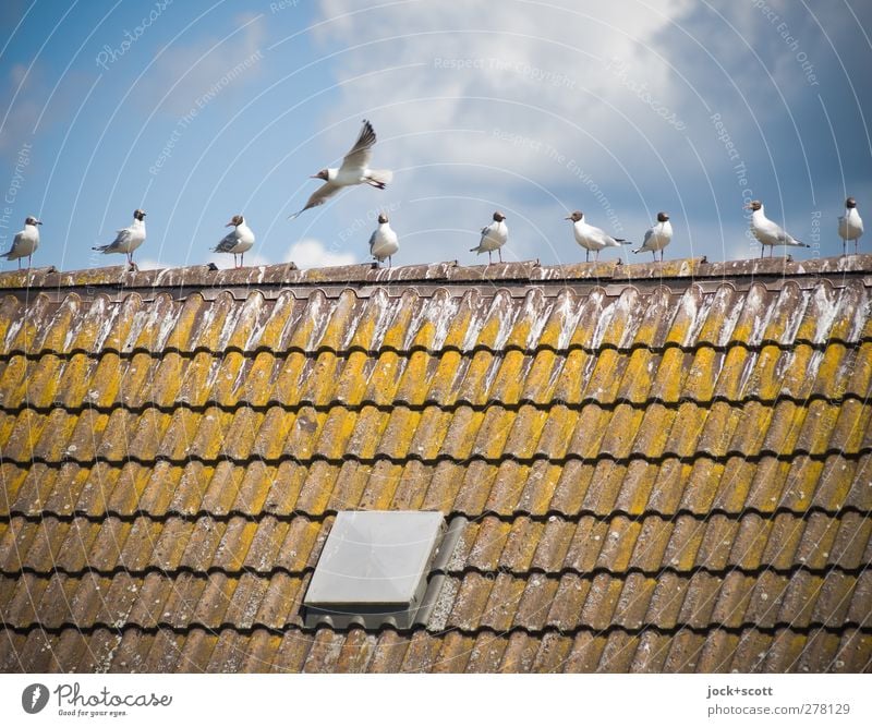 10-1 = 9 Wolken Sommer Schönes Wetter Dach Dachziegel Taube Schwarm fliegen warten oben Wärme blau braun Zusammensein Freiheit Idylle verwittert Abheben