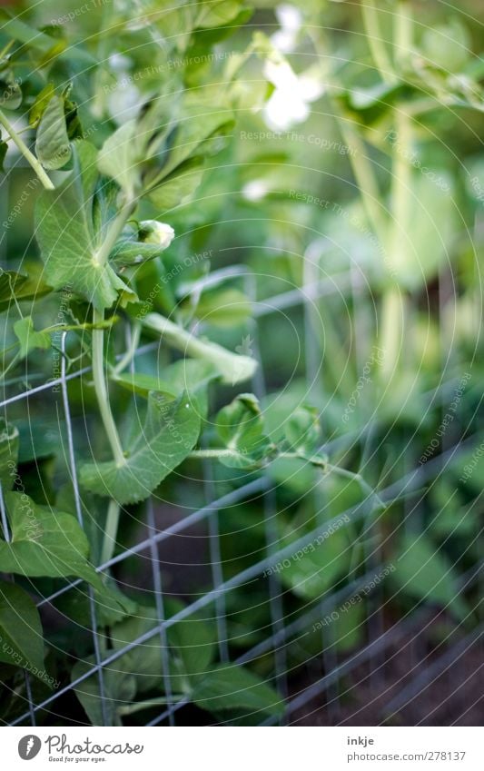 Zuckerschoten Lebensmittel Gemüse Ernährung Bioprodukte Vegetarische Ernährung eigene Ernte Gartenarbeit Landwirtschaft Forstwirtschaft Sommer Pflanze