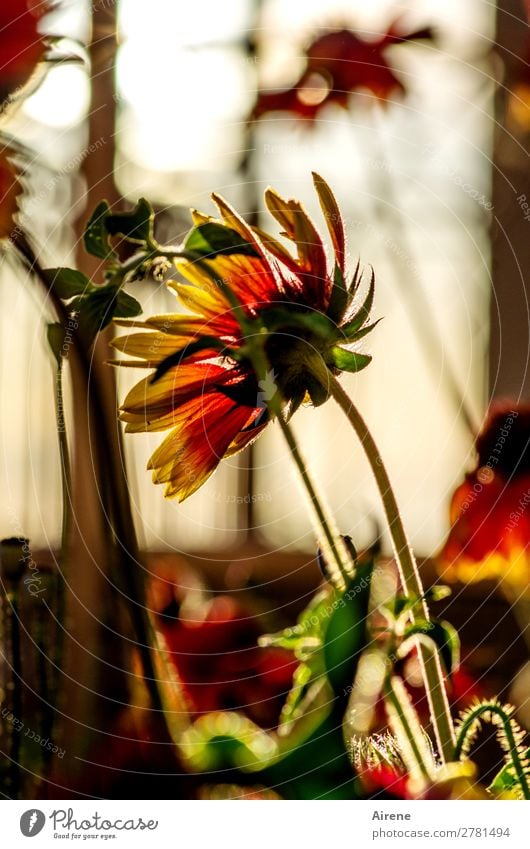 Sommerabendstimmung Schönes Wetter Blume Dahlien Garten Abenddämmerung Blühend leuchten schön Wärme gelb grün rot Zufriedenheit Lebensfreude Warmherzigkeit