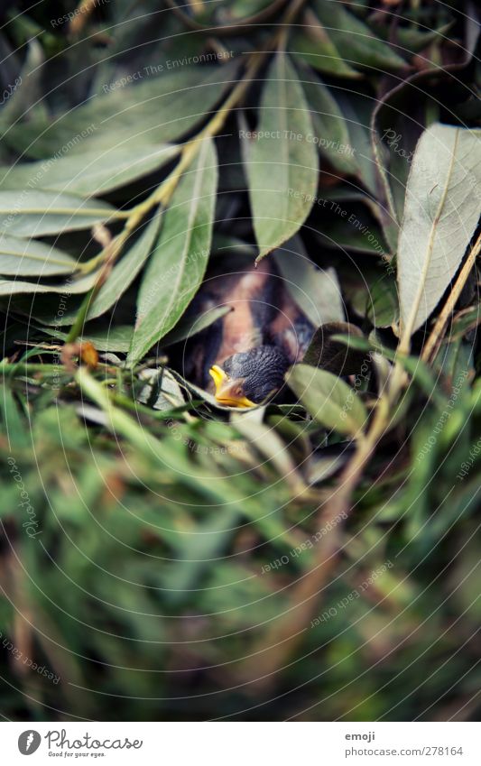 Vogelbaby Tier Wildtier Totes Tier 1 Tierjunges klein Krankheit niedlich Nest Nestbau Blatt Farbfoto Außenaufnahme Nahaufnahme Makroaufnahme Tag