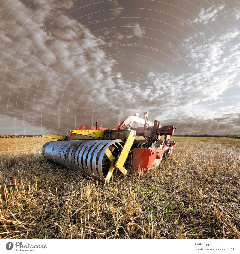 erntezeit Arbeit & Erwerbstätigkeit Beruf Arbeitsplatz Wirtschaft Landwirtschaft Forstwirtschaft Industrie Umwelt Natur Pflanze Nutzpflanze Feld Optimismus