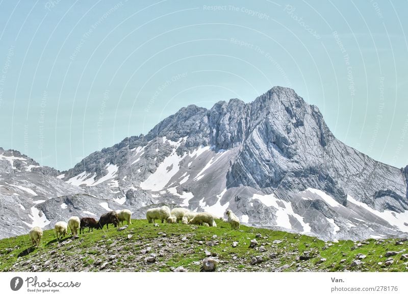 Bergidyll mit Mäh Ferien & Urlaub & Reisen Berge u. Gebirge wandern Natur Landschaft Wolkenloser Himmel Sommer Schönes Wetter Schnee Gras Felsen Alpen Gipfel