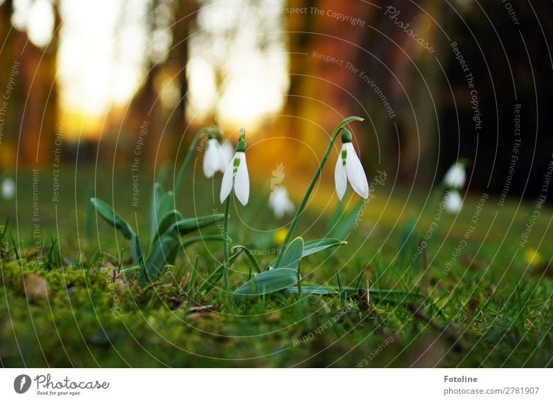 Frühling Umwelt Natur Landschaft Pflanze Blume Gras Blüte Wildpflanze Garten Park Wiese klein nah natürlich braun grün weiß Frühblüher Frühlingsblume