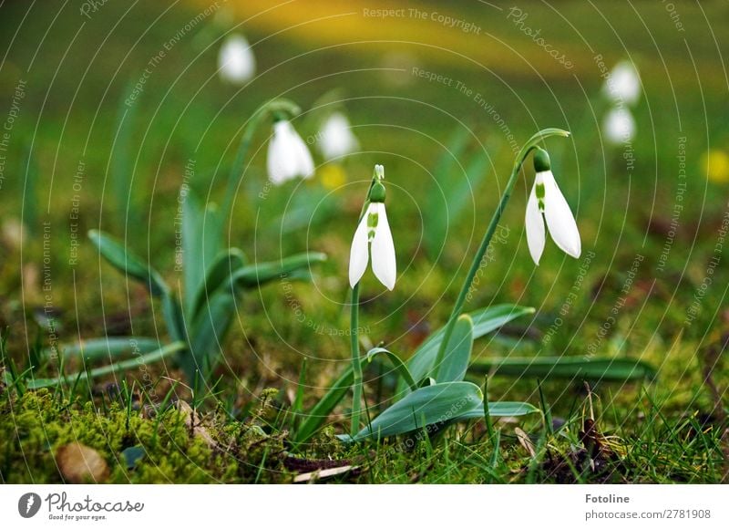 Im Schlosspark Umwelt Natur Landschaft Pflanze Urelemente Erde Frühling Blume Gras Blüte Garten Park Wiese hell klein nah natürlich grün weiß Moos