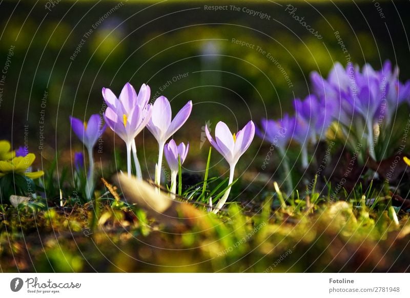 Kroküsse ;-) Umwelt Natur Pflanze Urelemente Erde Frühling Blume Blüte Garten Park Wiese frisch hell nah natürlich grün violett Krokusse Frühblüher