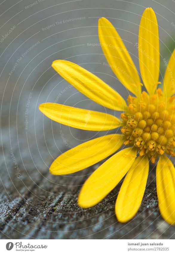 gelbe Blumenpflanze Blütenblätter Blütenblatt Pflanze Garten geblümt Natur Dekoration & Verzierung Romantik Beautyfotografie zerbrechlich Hintergrund Frühling