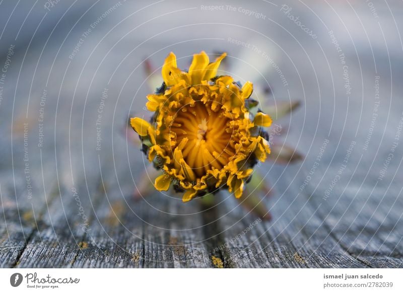 gelbe Blumenpflanze Blütenblätter Blütenblatt Pflanze Garten geblümt Natur Dekoration & Verzierung Romantik Beautyfotografie zerbrechlich Hintergrund Frühling