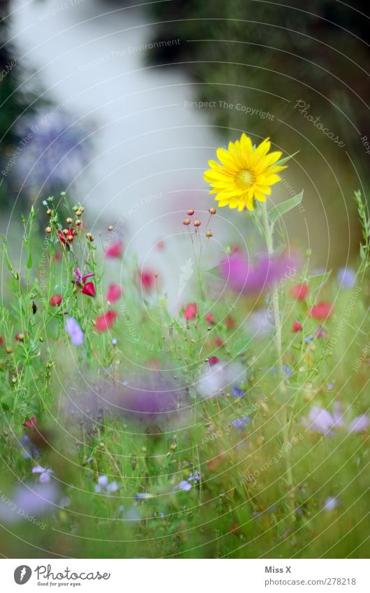 Sonnenblumen Pflanze Frühling Sommer Blume Blatt Blüte Garten Wiese Blühend Duft gelb Blumenfeld Blumenwiese Farbfoto mehrfarbig Außenaufnahme Nahaufnahme