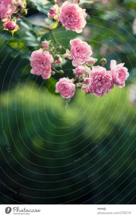 was denken WIR bei diesem Foto? Umwelt Natur Pflanze Frühling Blume Rose Grünpflanze natürlich grün rosa Farbfoto Außenaufnahme Nahaufnahme Detailaufnahme