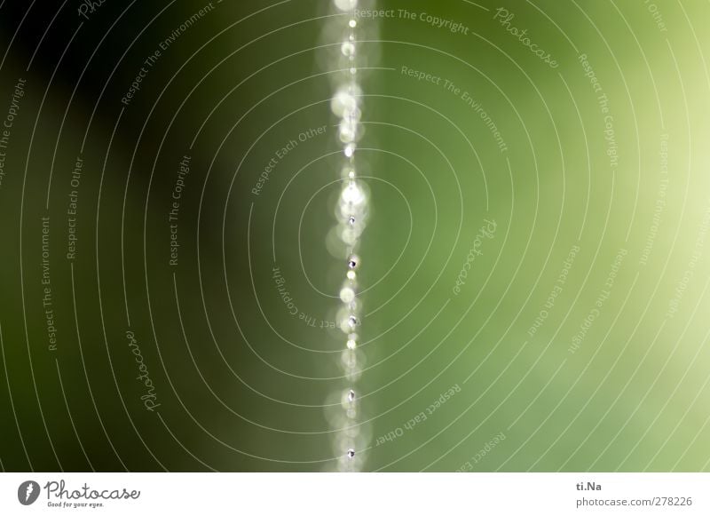 Perlen für die Spinnen Frühling Sommer Herbst Garten Park Wiese Feld Wald Urwald glänzend hängen nass natürlich gelb grün weiß Spinnennetz Tau Wassertropfen